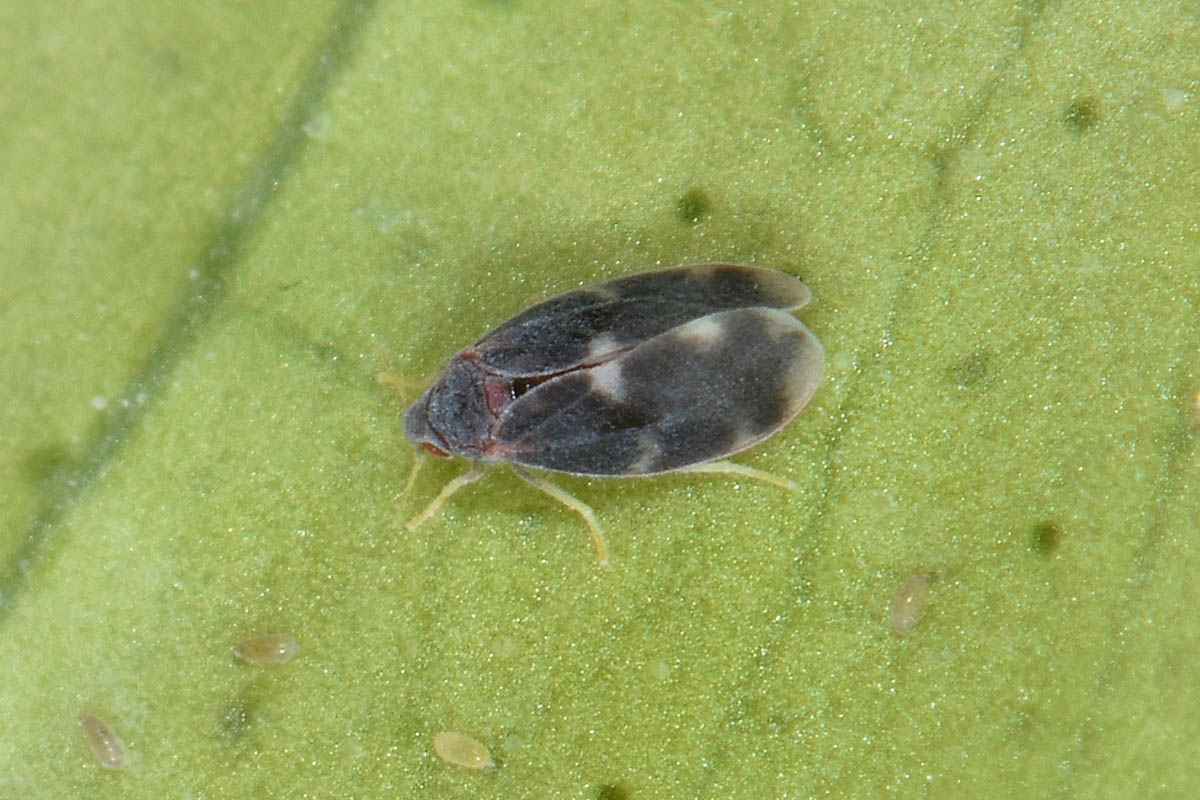 Aleyrodidae: Aleurocanthus spiniferus?  S, con stadi giovanili da det.